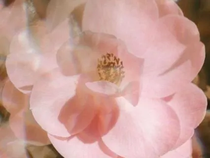 Earth ~ Heart ~ Sky ~ Breath