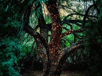 Earth Journey Grounding/Nervous System Balancing Meditation