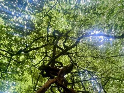 Earth Magic
