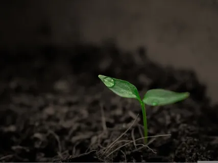 Earth Medicine Sleep Meditation 