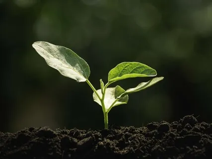 Earth: Musing And Guided Meditation