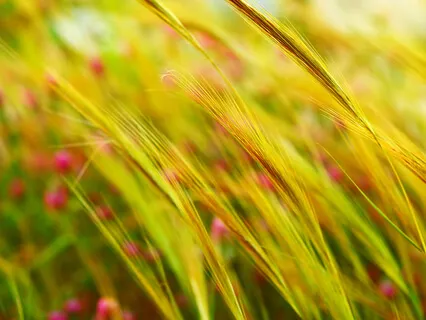 Earth Nidra For Effortless Sense Of Centre & Interconnectedness With The Universe