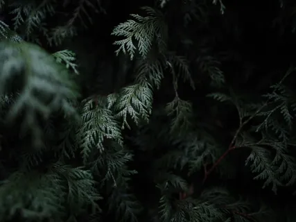 Earth Nidra For Nourishment In Late Summer And Coming Home To Ourselves 