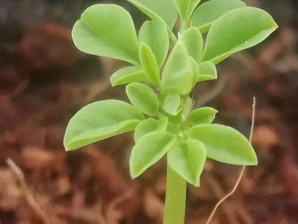 Earth : Reading Of Poem By Candace Feldman