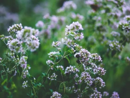 Earth Rebels Session 7 - The Four Medicines