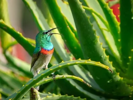 Earth Rebels Session 9 - Dreaming Our Future