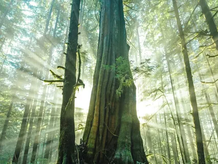 Earth Soundscape  Meditation