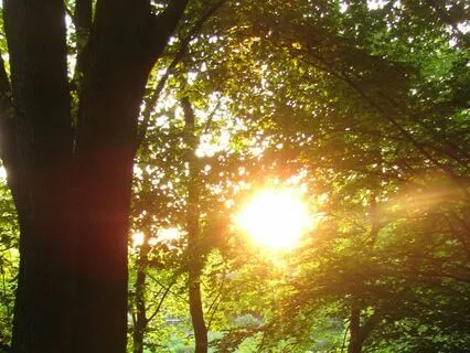 Earth Spot Practice (Anchoring In Ventral Vagal)