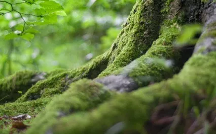 Earth Star Chakra Activation