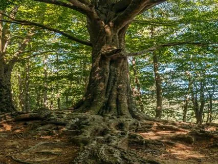 Earth Star Connection And Mega Grounding