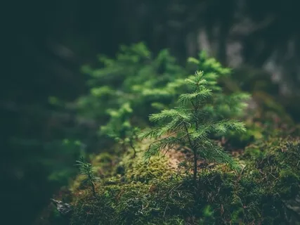 Earth, Teach Me - A Ute Prayer (Native American)