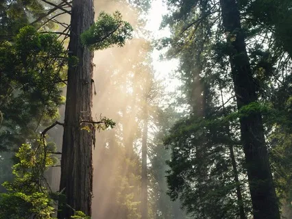 Earth Vibration Deep Healing: Extended