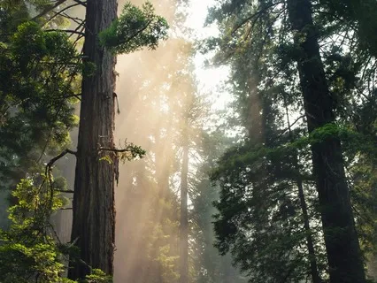 Earth Vibration Deep Healing