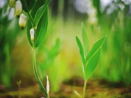 Earth Whispers : Journey To Inner Harmony 432Hz Relaxation