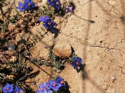 Earth Womb Meditation