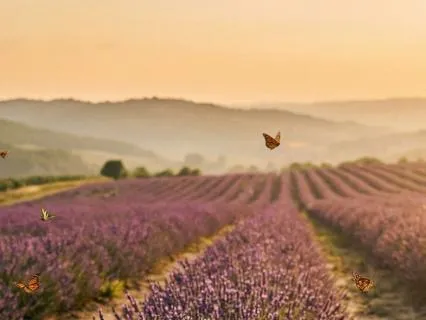 Ease And Relax - Gentle Sleep Music | 8 Hours Stress Relief