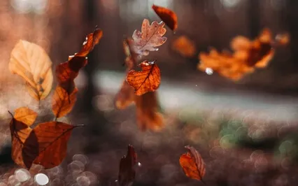 Ease Into Autumn: A Meditation For The Changing Seasons