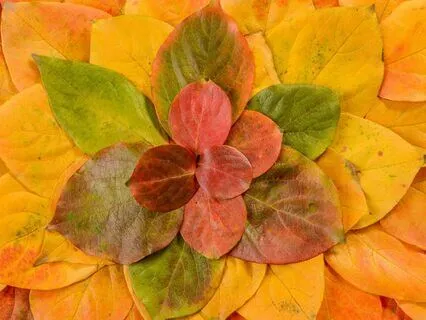 Ease Into Autumn III | Yoga Nidra For Releasing With Grace