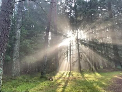 Ease Into The Morning | Music For Your Morning Meditation