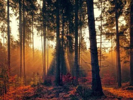 Ease Into Your Morning: Be Calm, Present, And Intentional