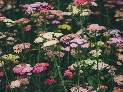 Ease, Nurture And Allow Meditation