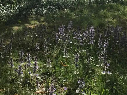 "Ease" Sound Meditation