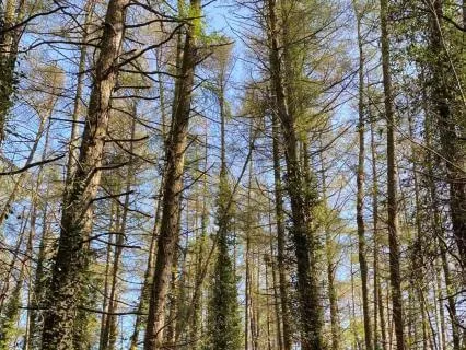 Mental Ease: Calm Your Anxious Mind | 6-Min