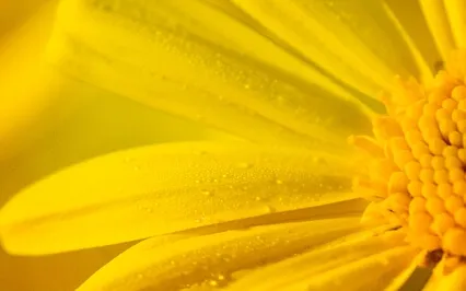 Ease Through The Chaos