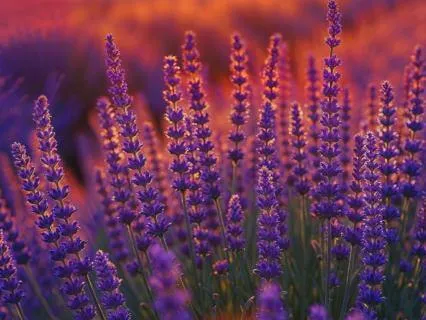 Easing Pain || A Meditative Journey (No Music)