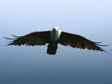 East Wind Eagle AA Raphael Air