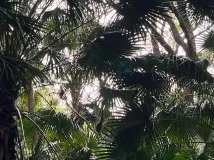 Eastern Australian Forest