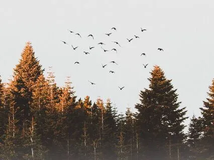 Easy Breathing Exercise For Anxiety: Sukha Pranayama