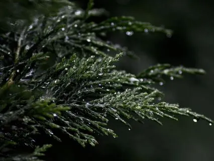 Easy Like Rain: A Sleepy Escape For Overthinking