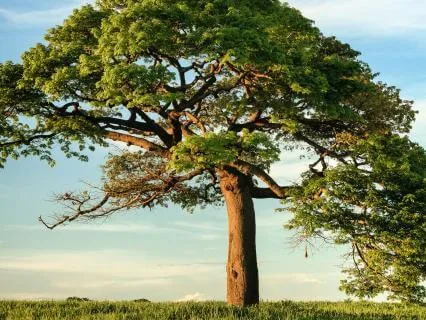 Rooted In The Here & Now