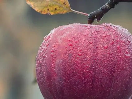 Eating With The Seasons