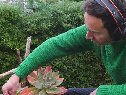 Echeveria In Stillness