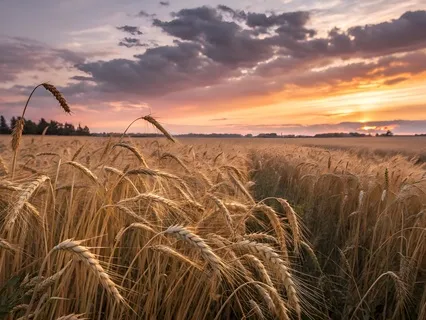 Echo Fields | 528 Hz Heart Chakra Healing For Self-Love