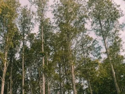 Echoed Pines
