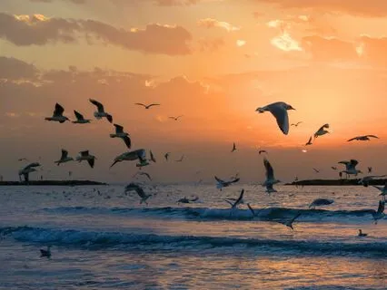 Echoes Along The Shore