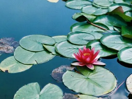 Echoes • Nature Sounds & Piano To Relax, Meditate Or Study