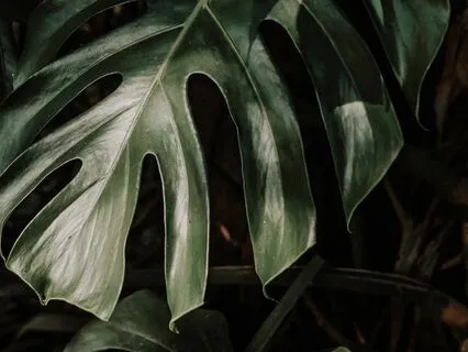 Echoes Of Eternity - Shadows Of Anxiety