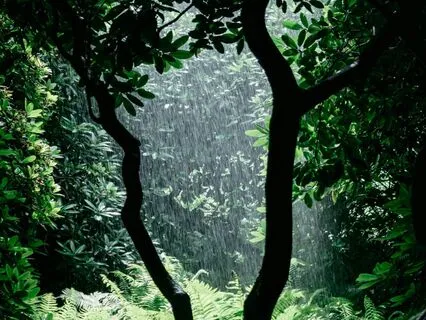 Echoes Of Morning Rain