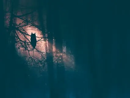 Echoes Of Night: Sleep Soundly