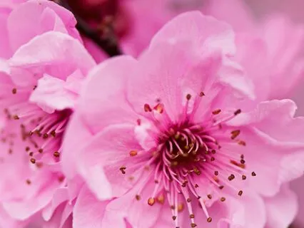 Echoes of Serenity — gentle guitar for deep relaxation