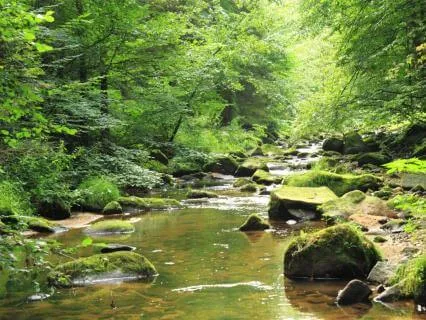 Echoes Of The Old Forest