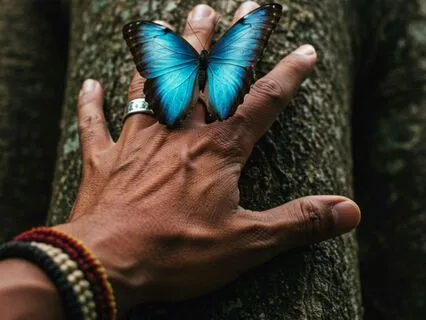 Echoes Of The Rainforest: A Sacred Meditation