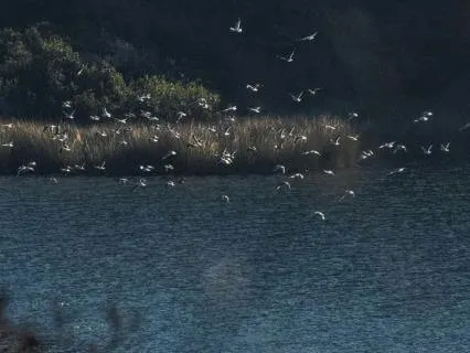 Echoes of the Sitar - Sanctuary of Birds for Mindfulness