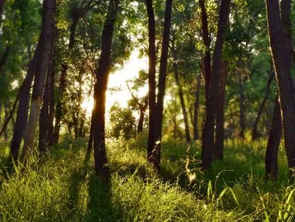 Echoing Glades