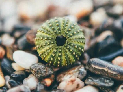 Eclipse And Sea Urchins