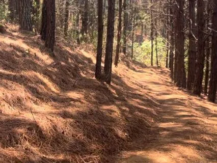 Eclipse In Oaxaca - Walking The Crunchy Leaves Of Life